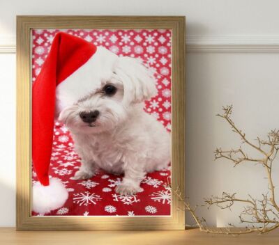 Christmas Dog Meow Photo / Poster Up To 36''