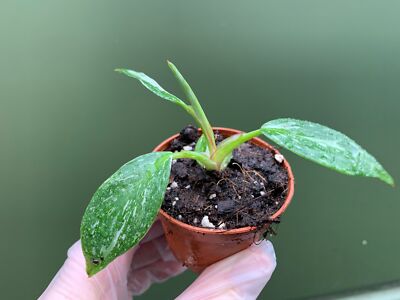 Philodendron White Princess Babyplant