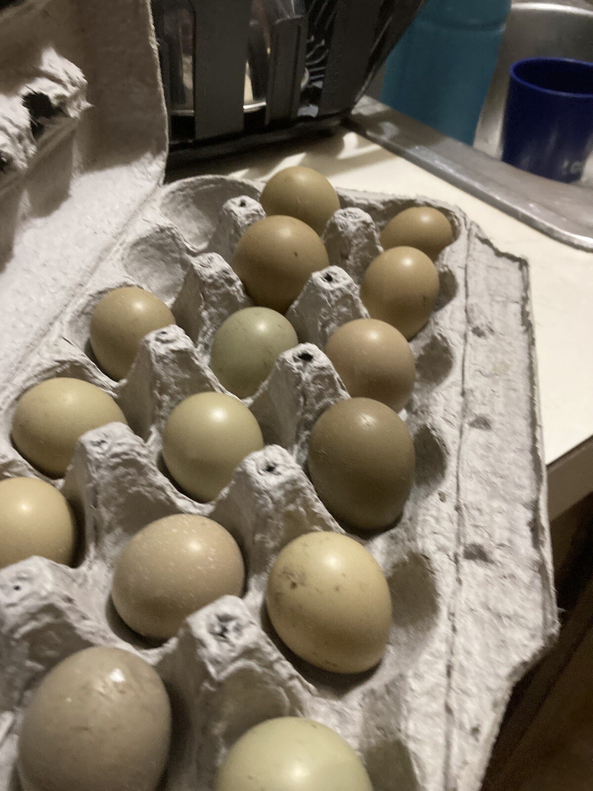 48 ringneck pheasant hatching eggs ebay