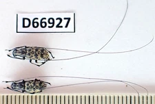 D66927. Insects, Beetles. Anthribidae sp. Vietnam South