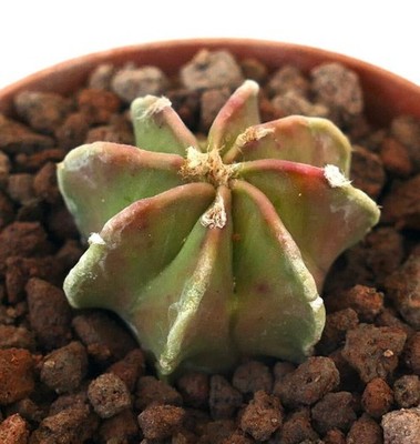 Astrophytum capricorne NUDUM cv THAYO N2 - Ziegenhornkaktus | Sternkaktus