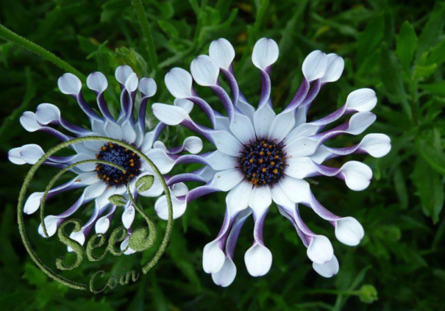 50 Blue Daisy Blue Cineraria Easiest Growing Flower Hardy Plants Flower Seeds For Sale Online Ebay