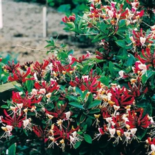 Plant Serotina Belgica Honeysuckle Vine Late Dutch Lonicera 2.5" Pot Fragrant