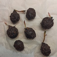  5 Lotus Nymphaea Knollen