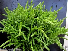 Crassula Muscosa Lycopodioides Watch Chain Clubmoss 10 Succulent Cuttings