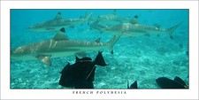 Poster Panorama French Polynesia Bora Bora Snorkeling Black Tip Sharks Art Print