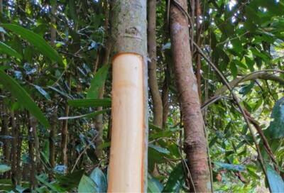 35 Cinnamon Tree Seeds Cinnamomum verum Fast Growing True Ceylon Cinnamomum  | eBay