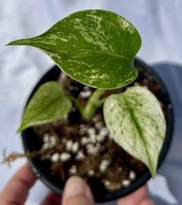 Monstera Deliciosa Mint | eBay