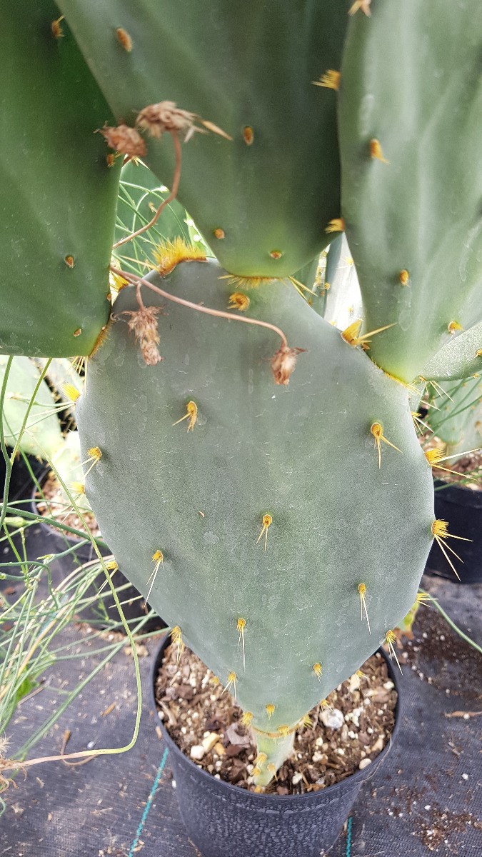 Opuntia engelmannii Storytelling 3 en pot de 2L | Cactus de collection