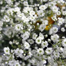 8 x Gypsophila Baby's Breath Bulbs - Popular Garden and Bouquet Filler