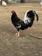 6+ Brass Back Butcher Chicken Hatching Eggs