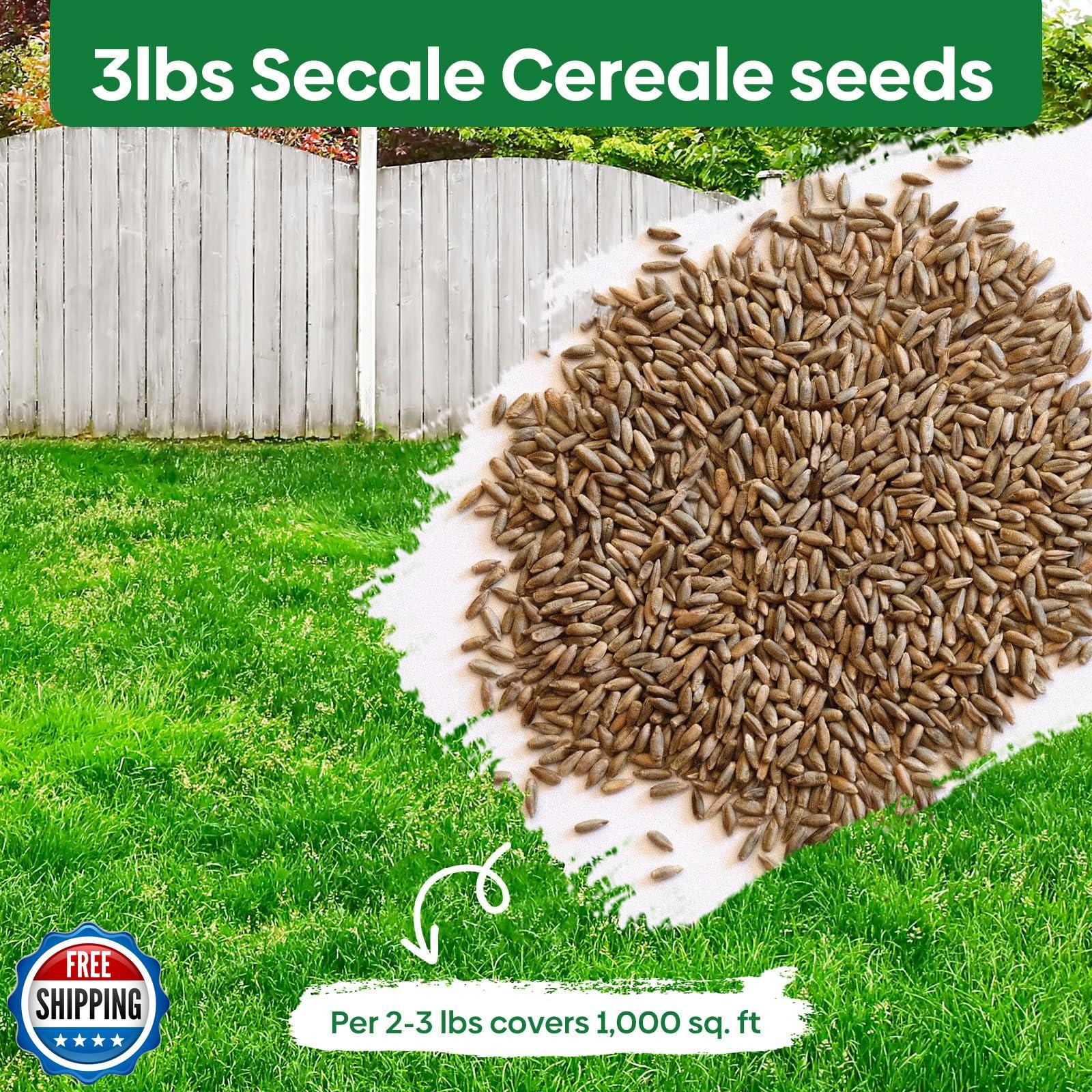 Groundio Winter Rye Seeds, 3lbs Non-GMO Cover Crop Seeds, Annual Secale Cerea