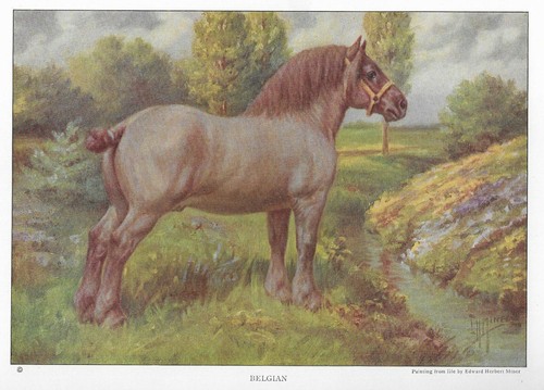 Belgian Horse - CUSTOM MATTED - 1923 Vintage Horse Art Print - Gift