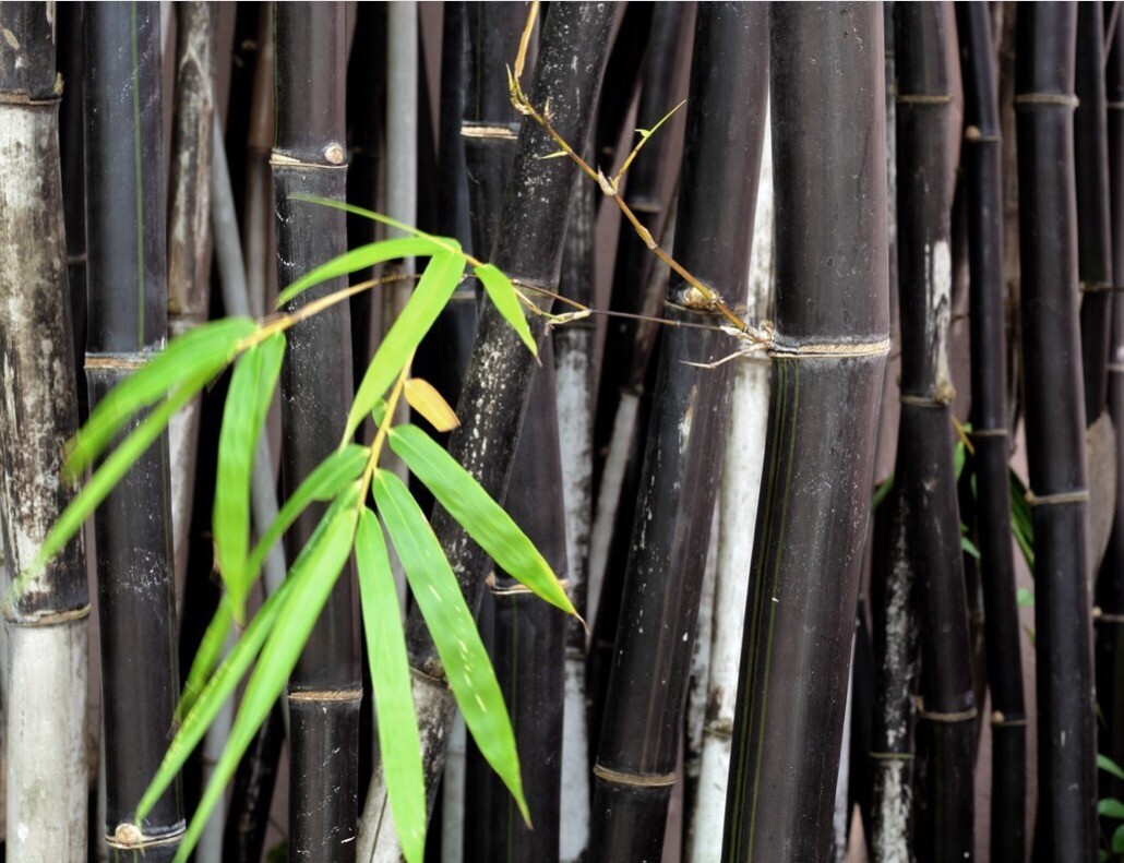 100 BLACK Bamboo Seeds - Phyllostachys nigra - Hardy Rare Plant | eBay