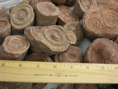 Stromatolite fossils ancient earth life 1 billion years 6 fossils per lot