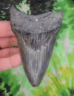 Megalodon Sharks Tooth 4 5/16" inch NO RESTORATIONS fossil sharks teeth tooth