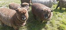 Coloured Ryeland Unwashed Raw Fleece  Perfect For Spinnng Felting Or Craft 1kg