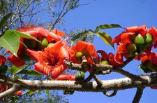Bombax Ceiba Cotton Tree 30 Seeds