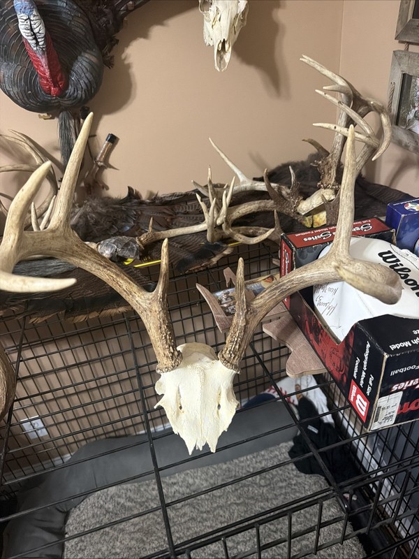 130” Heavy Whitetail Deer 7 Point Antlers