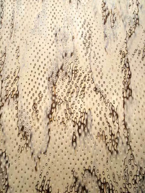 Chapa de abedul para ojos de pájaro SaRaiFo abedul 250x32 cm