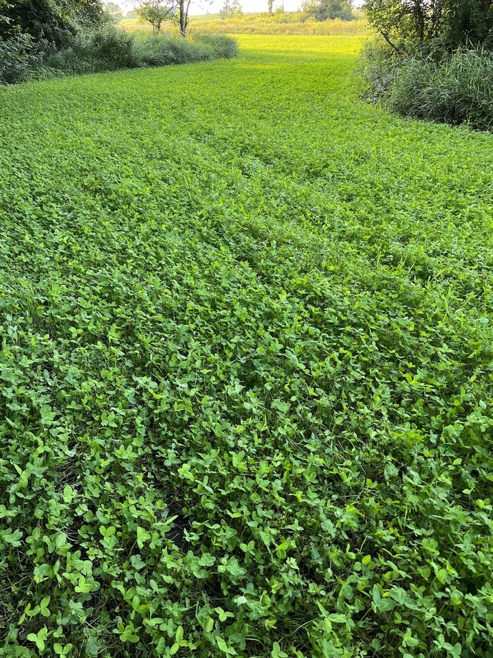 Parcela perenne mezcla comida parcela semilla, 1/2 acre, mezcla de alfalfa y tréboles, 4 lb Foto 3 de 4