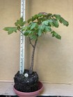 Vine Maple (Acer) Pre-Bonsai Tree 15in High Outdoor — photo 4