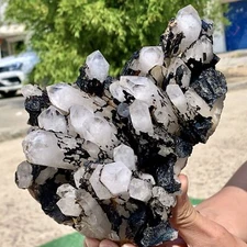 3.01LB Natural White Crystal Backbone Cluster Black Mineral Mud Specimen