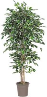 Artplants Kunststoff Ficus Benjamini Levanta, NaturstäMme, GrüN-Weiß, 225Cm
