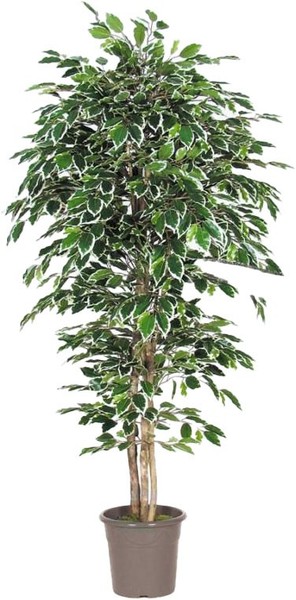 Artplants Kunststoff Ficus Benjamini Levanta, NaturstäMme, GrüN-Weiß, 225Cm-image