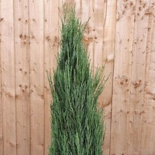 Blue Arrow Rocky Mountain Juniper Conifer Tree Evergreen Plant 3L Pot 30cm-50cm