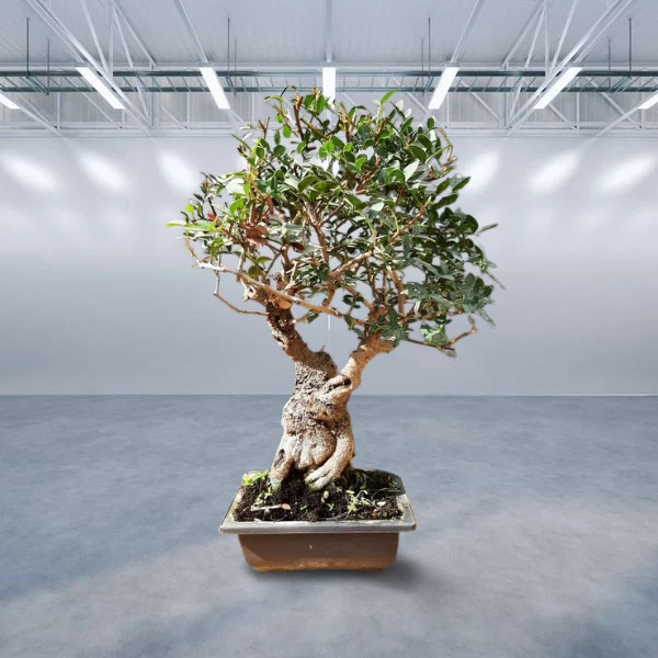Bonsai trees plant Pistacia lentiscus tree Mastic tree - At least 40 years old
Opens in a new window
