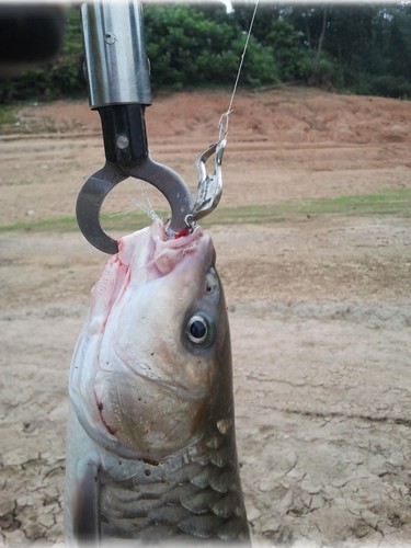 5g - 20g Spoon Lure Köder Fishing Freshwater Saltwater Blinker Leurre GT-BIO - Picture 8 of 15