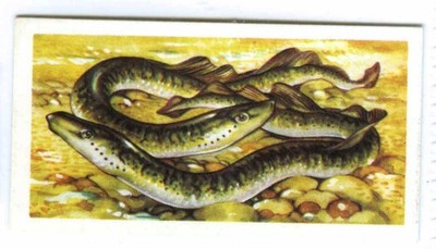 FRESHWATER FISH No 38 1960 BROOKE BOND PG TIPS TEA CARDS PICK OF EXACT SCANS