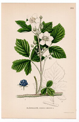 1926 Lindman Botanical Flower Print, Dewberry (Rubus caesius)