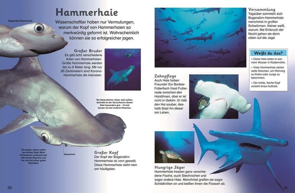 Thumbnail - Memo Kids. Haie | 2014 | Deutsch | Eyewonder Sharks