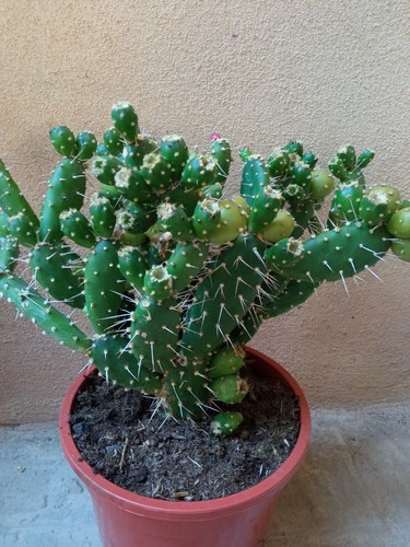 Cactus Opuntia quitensis 17 cms aprox cactus Planta joven Suculenta - Imagen 14 de 20