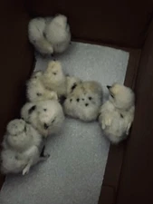 6 Paint Silkie Chicken Hatching Eggs From Show Quality Stock - READ!!!