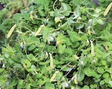 Yellow Pod Pea Seeds Certified organic Tender Sweet Loves cool weather Shelling