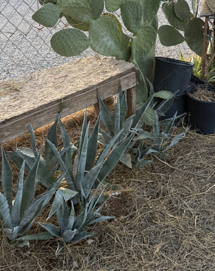 Blue Agave Plant for sale - eBay
