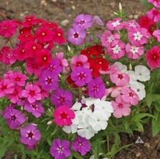 190 SEEDS - phlox BEAUTY MIX GroCo (BUY ANY 15 ITEMS-SHIPS FREE)