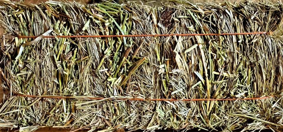 HAPPY ROCK PETS Alfalfa and Teff grass mixed Mini Bales 46 oz.