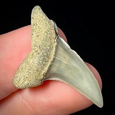 Dente di squalo bianco minore (Carcharodon hatalis) 1,32" denti di squalo fossile veri
