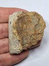 Hell Creek Formation Dinosaurier Fossil. Triceratops Hadrosaurier Tyrannosaurier Ref2817