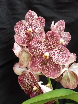 Orchidee Vanda-Hybride mit roten Tupfen