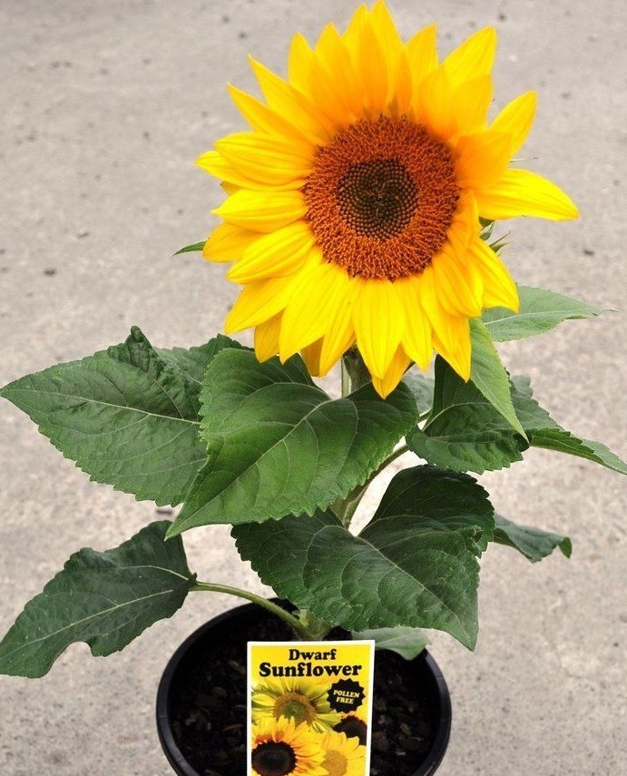 50+Sunspot DWARF SUNFLOWER Seeds Native Wildflower Flowering Annual