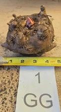 1 LB 0 OZ AMORPHOPHALLUS KONJAC "GORDON'S GOLD" 4.0 INCH BULB VOODOO LILY TUBER