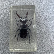Real Insect Specimen Bugs in Resin Collection Beetle in Resin Paperweights