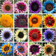 Giant Sunflower Seeds Mix 200 Seeds   Red, Purple, Pink Varieties