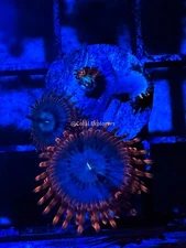CE- WYSIWYG Utter Peace Zoa  Zoanthid Frag Live Coral LPS SPS #R1GI15