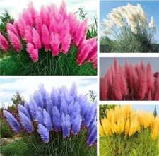 60 + Pampas Grass Seeds Mixture Red Blue Pink Yellow White And Blue USA seller 